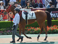 新馬（牝）　パドック