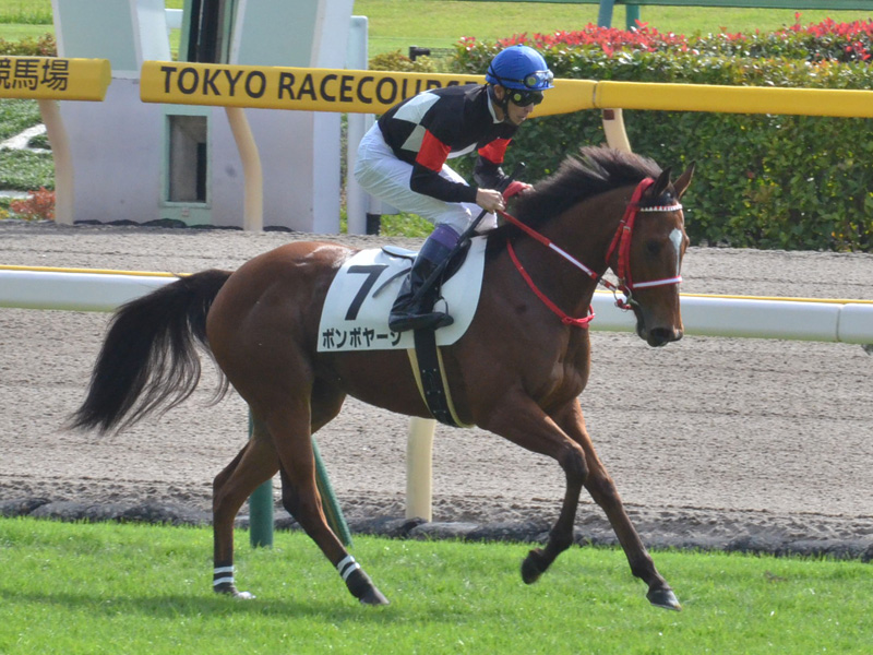 新馬（牝）　キャンター