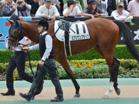 新馬　パドック