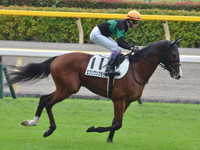 新馬　キャンター