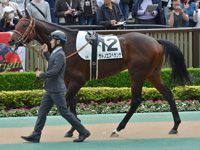 新馬　パドック