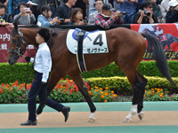 新馬　パドック