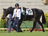 新馬　パドック