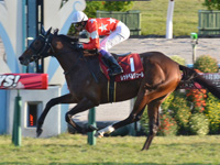第54回 デイリー杯2歳ステークス（ＧII）　ゴール前