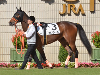 未勝利　パドック