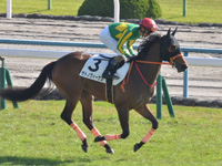 未勝利　キャンター