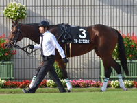 黄菊賞（1勝クラス）　パドック