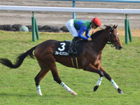 黄菊賞（1勝クラス）　キャンター