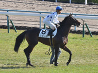 未勝利　本馬場入場