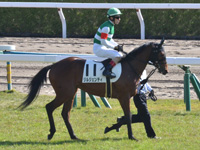未勝利　本馬場入場