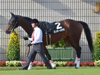黄菊賞（1勝クラス）　パドック