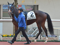 新馬　パドック