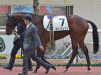 新馬　パドック