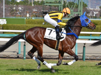 新馬　キャンター