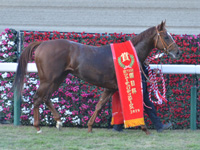 第71回 朝日杯フューチュリティＳ（ＧＩ）　表彰式（優勝レイ）