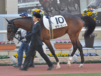 未勝利　パドック