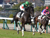 新馬　キャンター