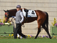 新馬　パドック