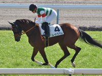 新馬　キャンター