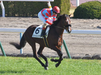 未勝利　キャンター