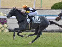 京都5R　未勝利　ハナビマンカイ