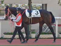 未勝利　パドック