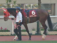 第55回 デイリー杯２歳ステークス（ＧII）　パドック