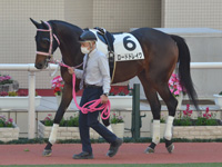 新馬　パドック