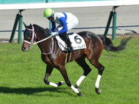 新馬　キャンター