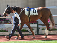 未勝利　パドック