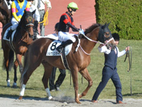 未勝利　本馬場入場