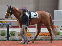 未勝利　パドック