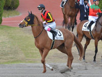 未勝利　本馬場入場