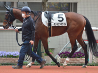 未勝利　パドック