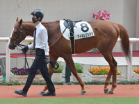 未勝利　パドック