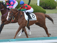 未勝利　キャンター