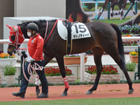 未勝利　パドック