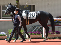 未勝利　パドック