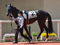 未勝利　パドック