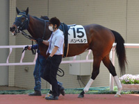 未勝利　パドック