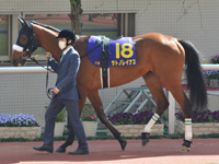 第81回 桜花賞（ＧＩ）　パドック