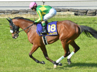 第81回 桜花賞（ＧＩ）　本馬場入場