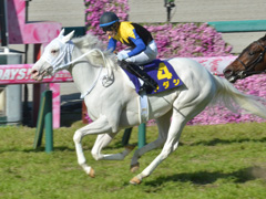 第81回 桜花賞（ＧＩ）