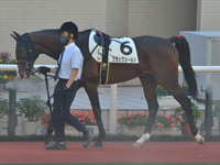 新馬　パドック