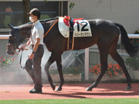 新馬　パドック