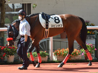 未勝利（牝）　パドック