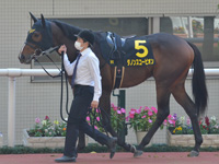 萩ステークス（L）　パドック