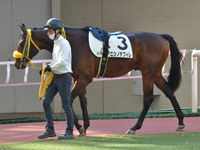 未勝利　パドック