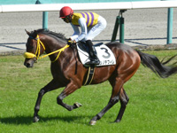 未勝利　キャンター