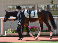 未勝利　パドック